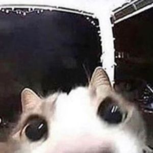 Meet your Posher, Evelyn